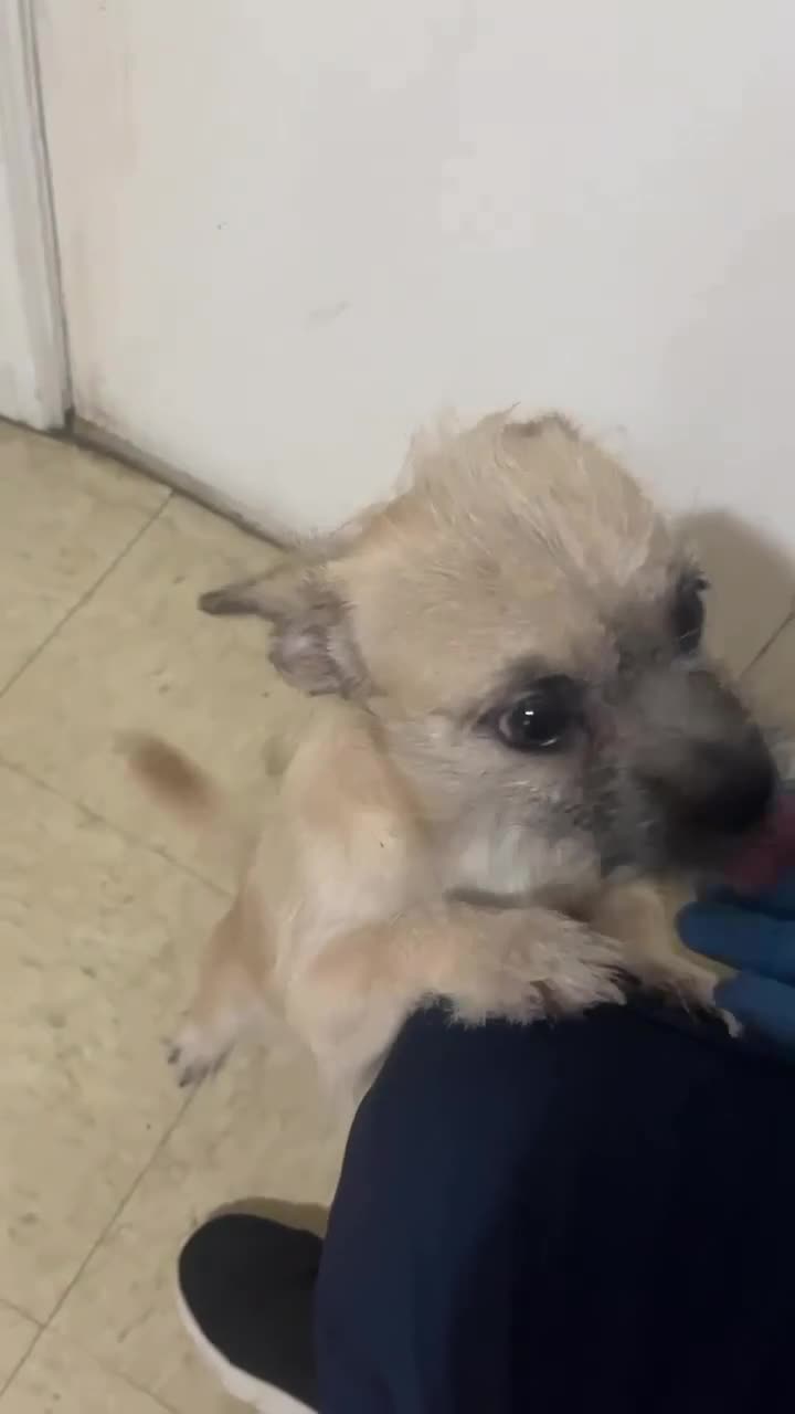 Chorkie dogs for sale: Tobby - Video 2
