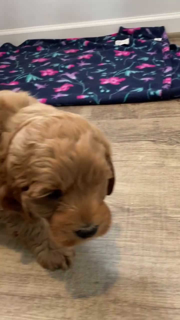 Labradoodle dogs for sale: Puppy - Video 8