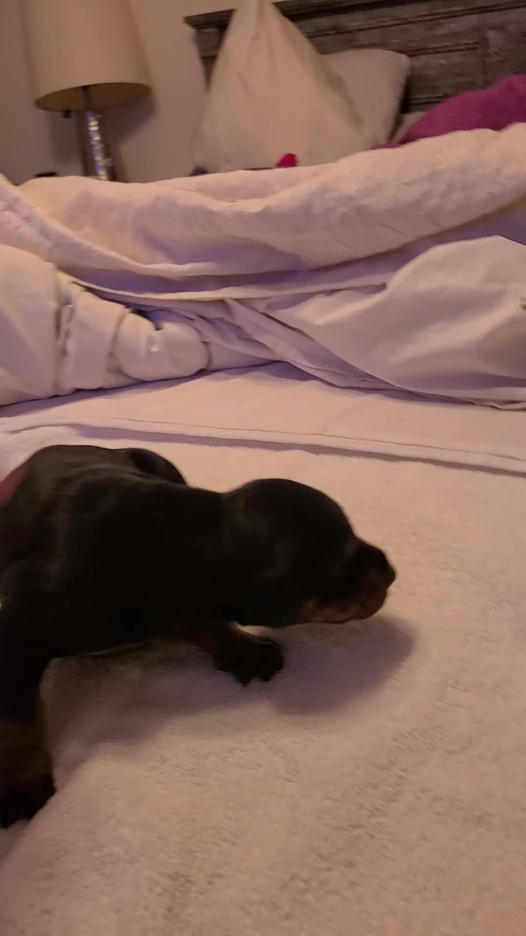 Doberman Pinscher dogs for sale: Doberman Pinscher Puppy 1 - Video 1