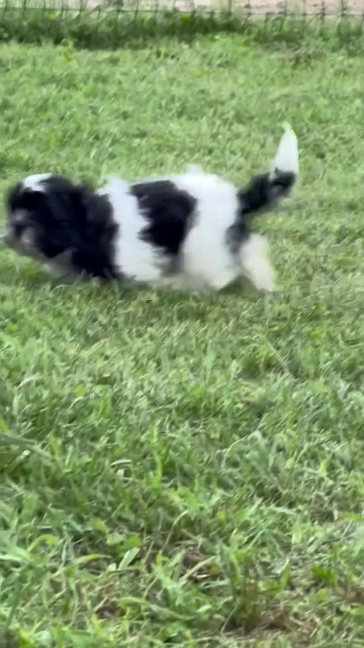 Shih Tzu dogs for sale: Shane Shih Tzu  - Video 2