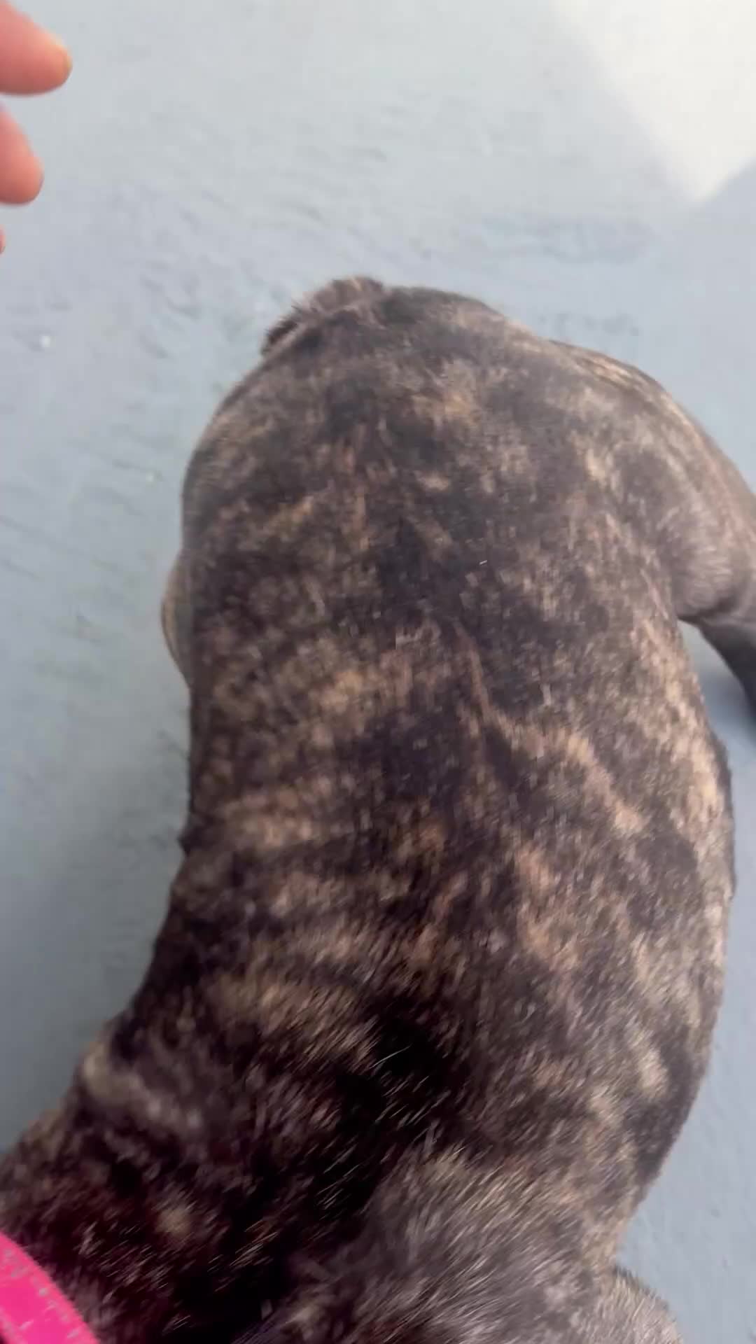 French Bulldog dogs for sale: French Bulldog 1 - Video 3