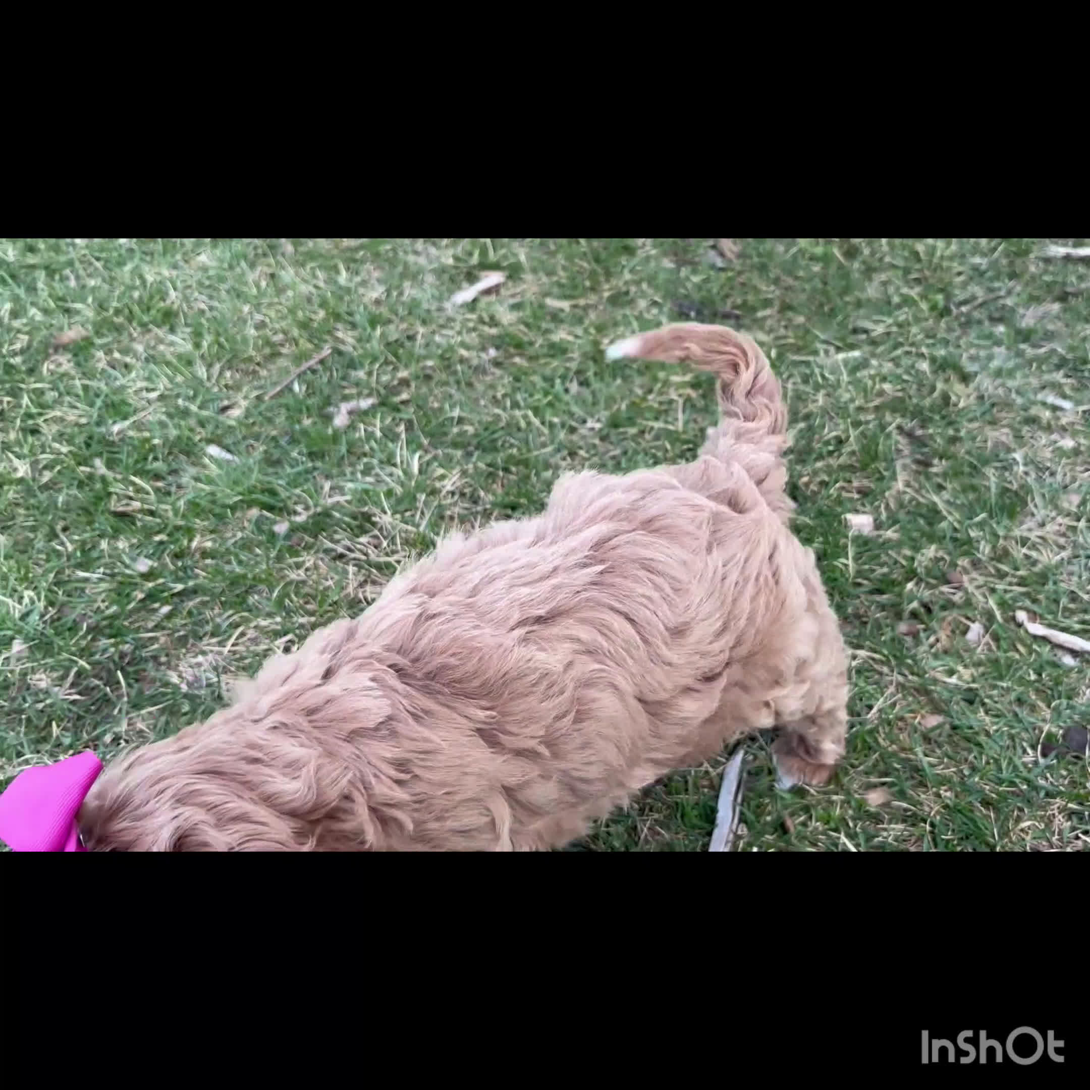 Mini Goldendoodle dogs for sale: Liz - Video 1