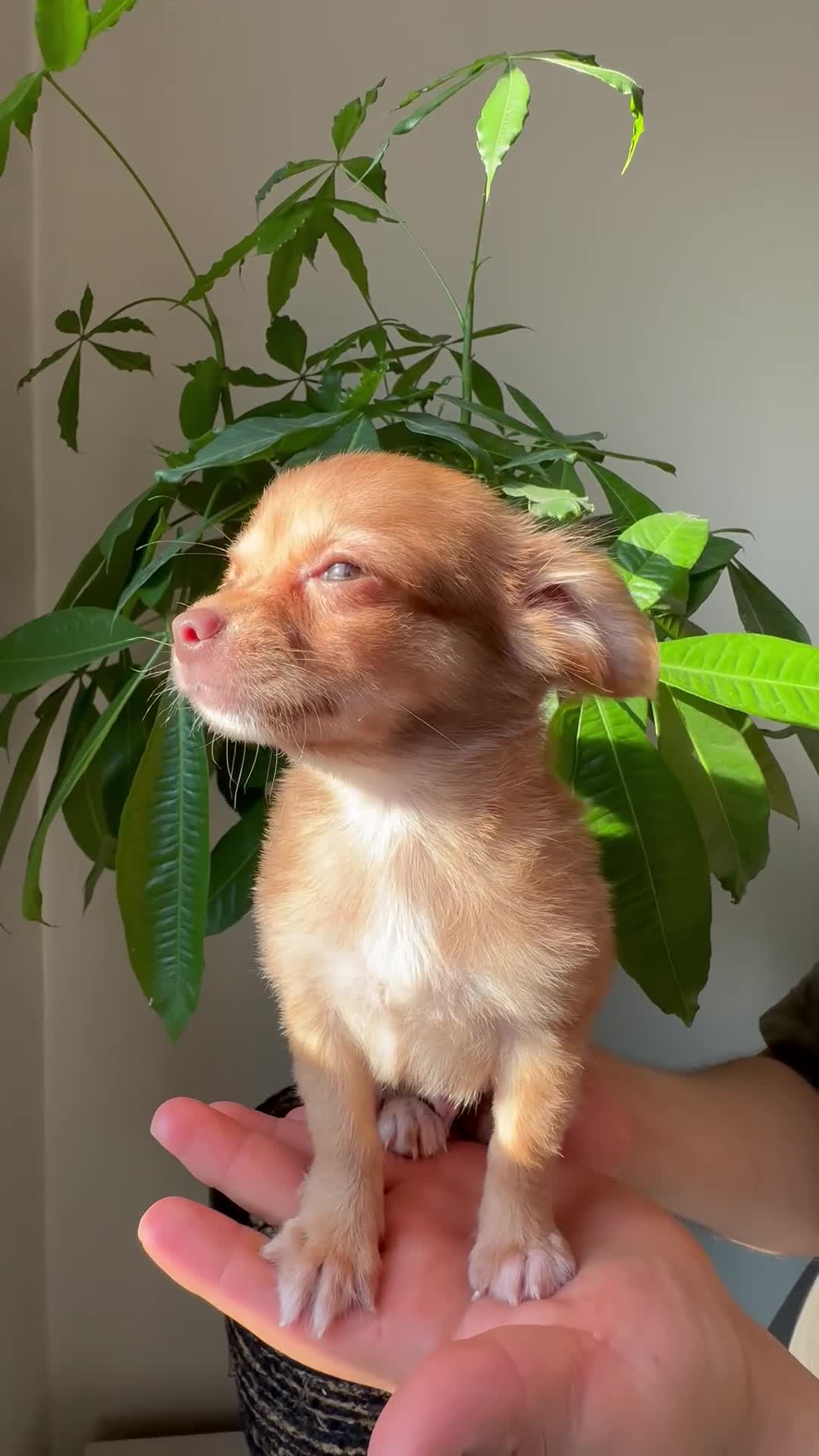 Chihuahua dogs for sale: sam - Video 4