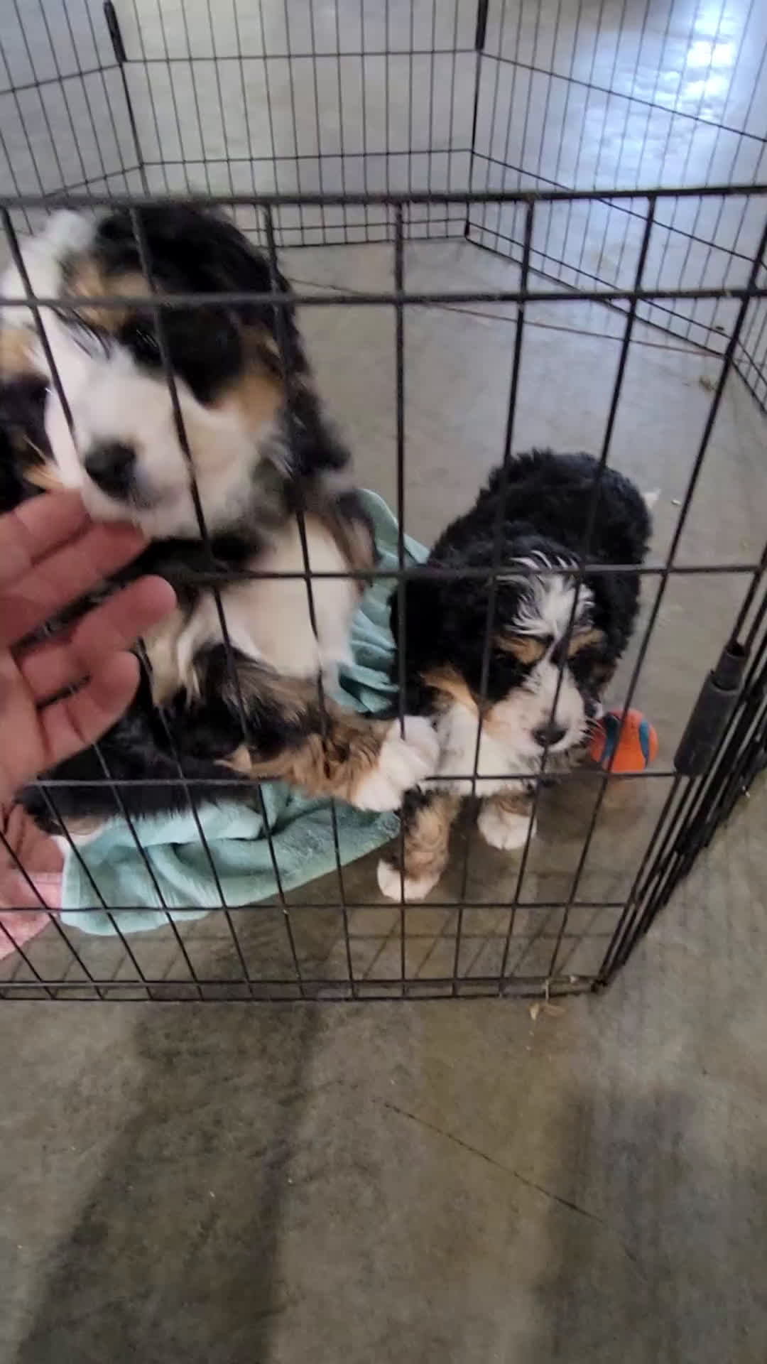 Mini Bernedoodle dogs for sale: Mini Bernedoodle Puppy 3 - Video 1