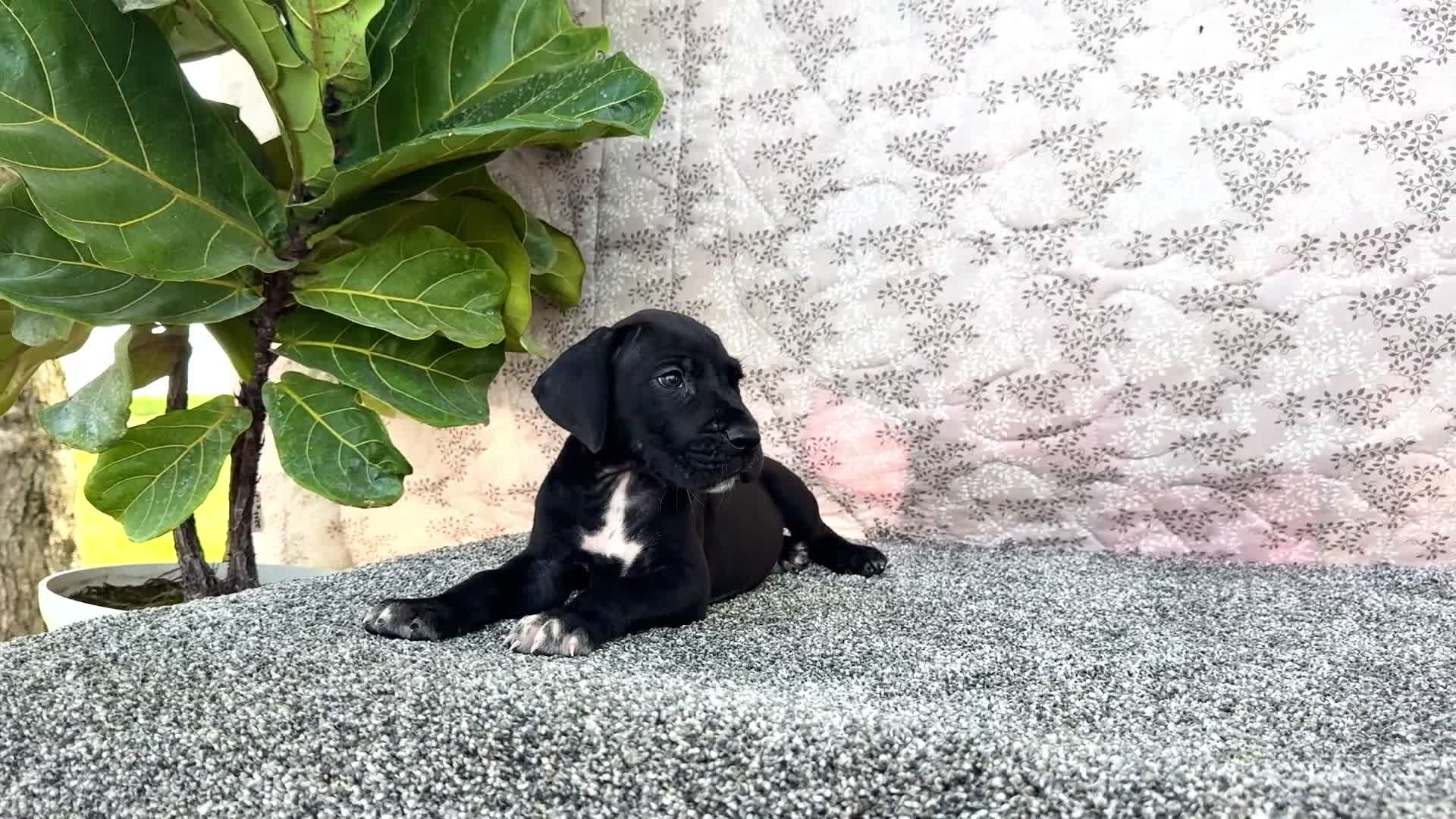 Great Dane dogs for sale: Asher - Video 1
