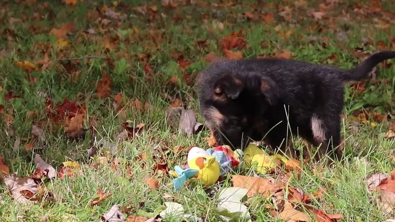 German Shepherd dogs for sale: Ryan - Video 1