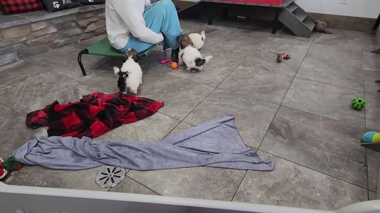 Havanese dogs for sale: VANCE - Video 8