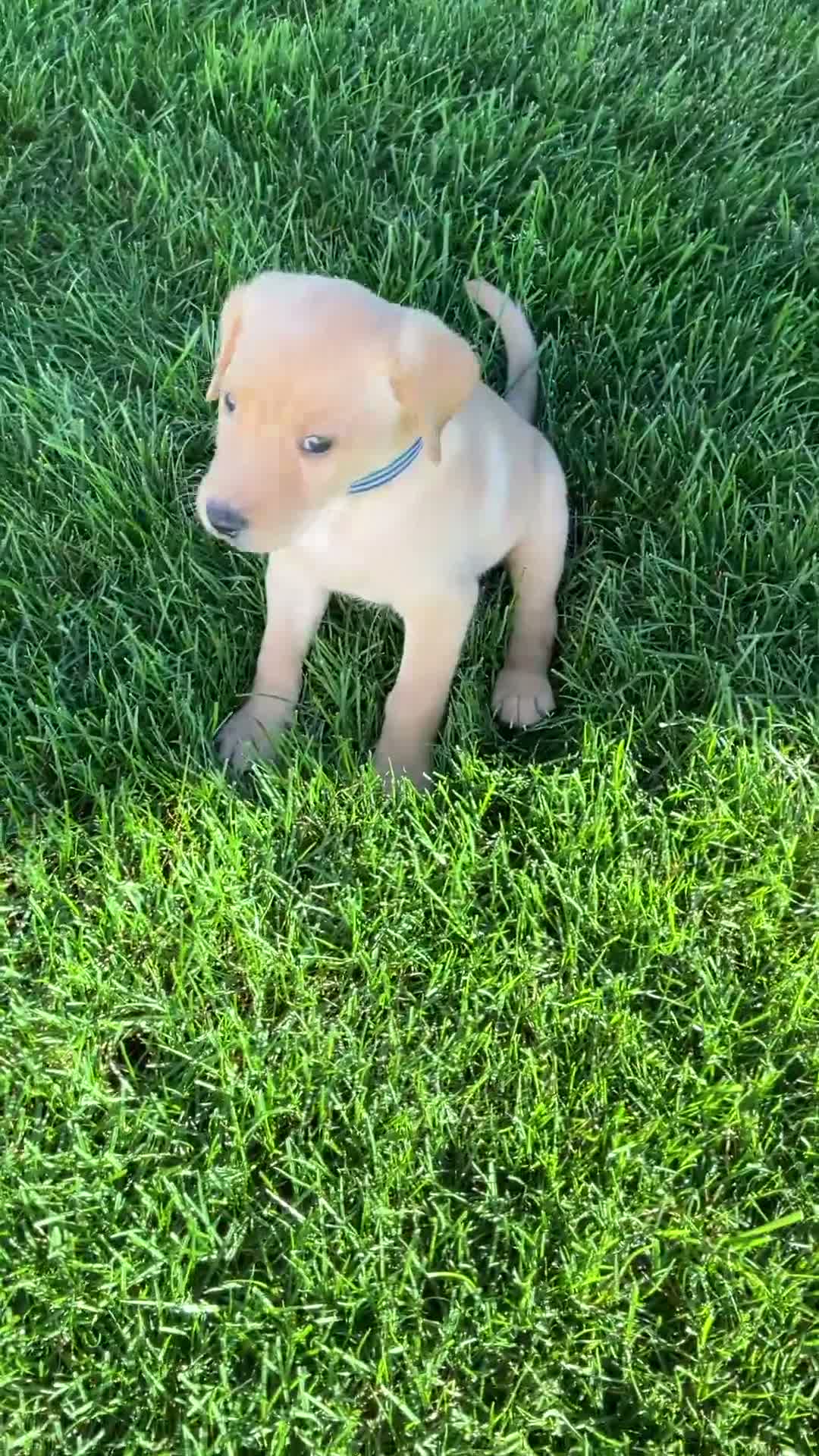 Labrador Retriever dogs for sale: Silas - Video 1