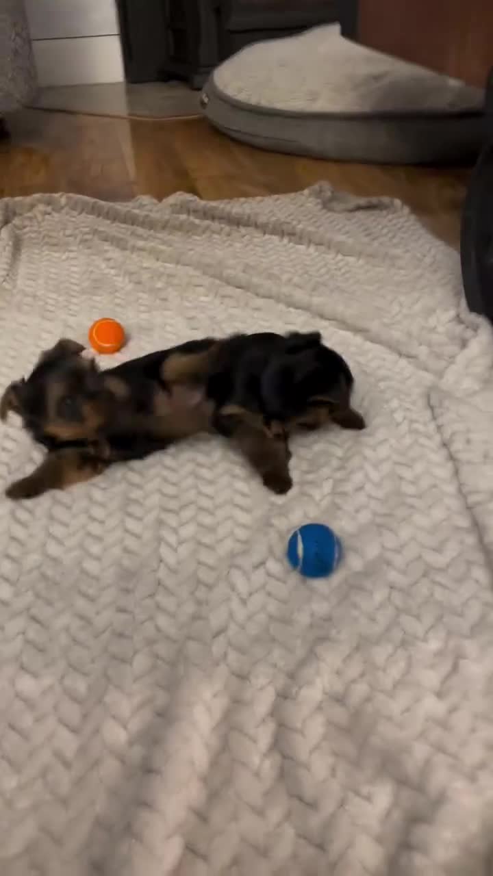 Yorkiepoo dogs for sale: Yorkiepoo Puppy 3 - Video 2