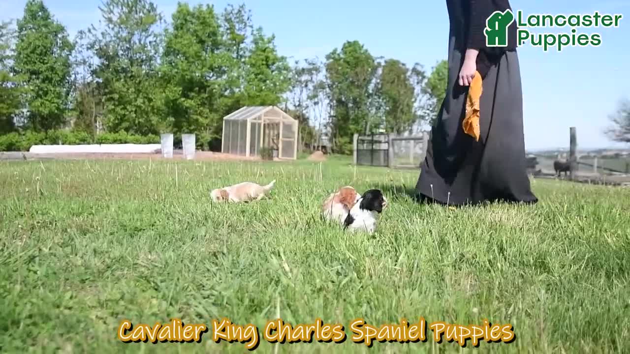 Cavalier King Charles Spaniel dogs for sale: Alex - Video 1