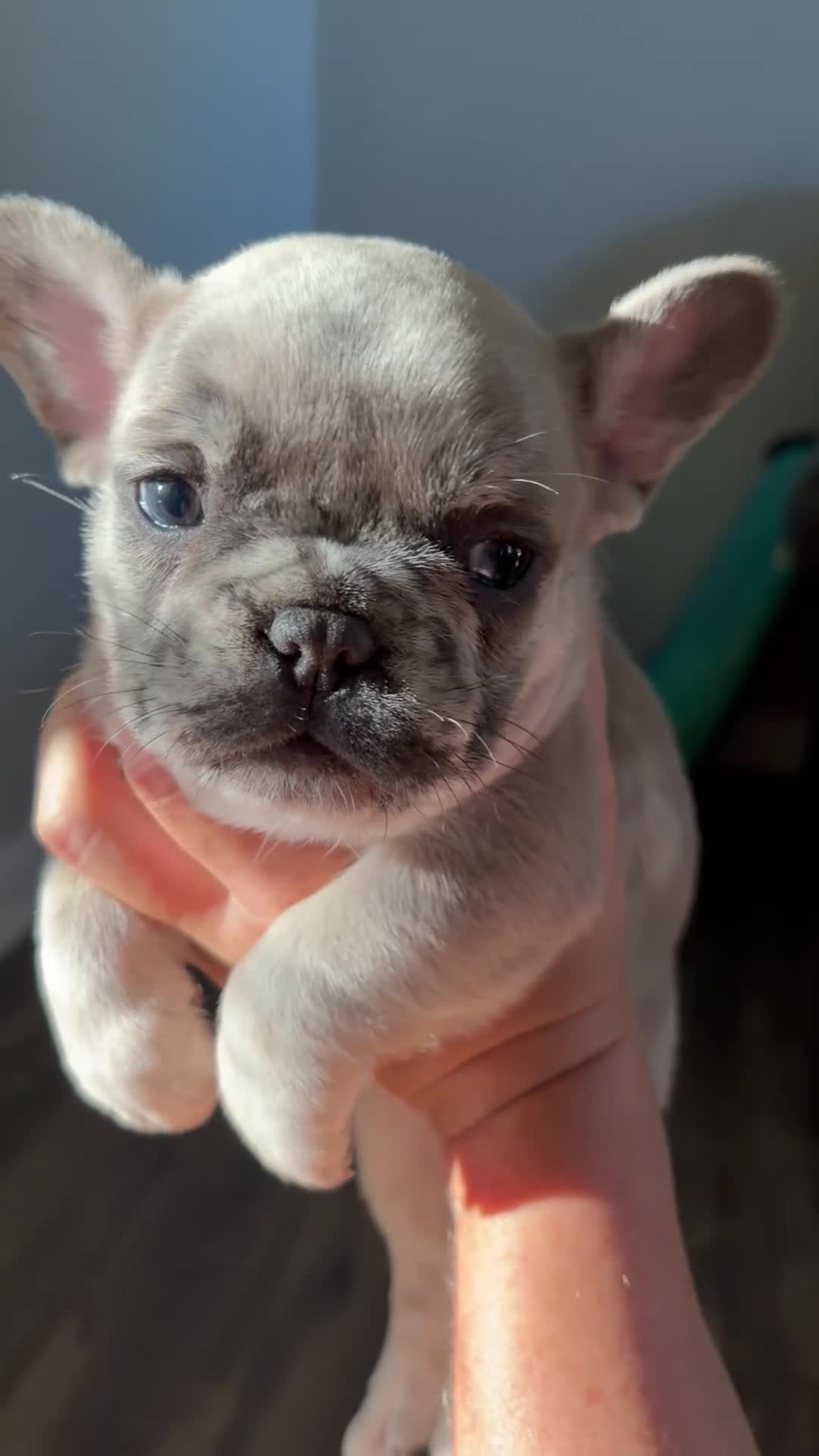 French Bulldog dogs for sale: French Bulldog 2 - Video 1