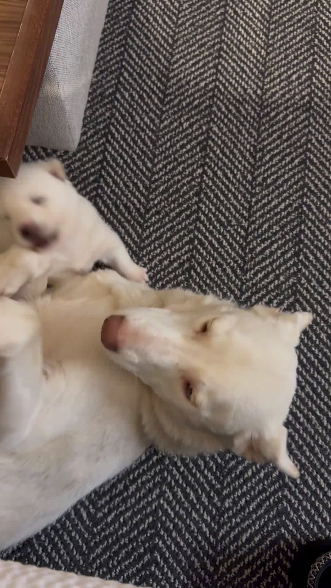 Siberian Husky dogs for sale: Siberian Husky Puppy 1 - Video 5