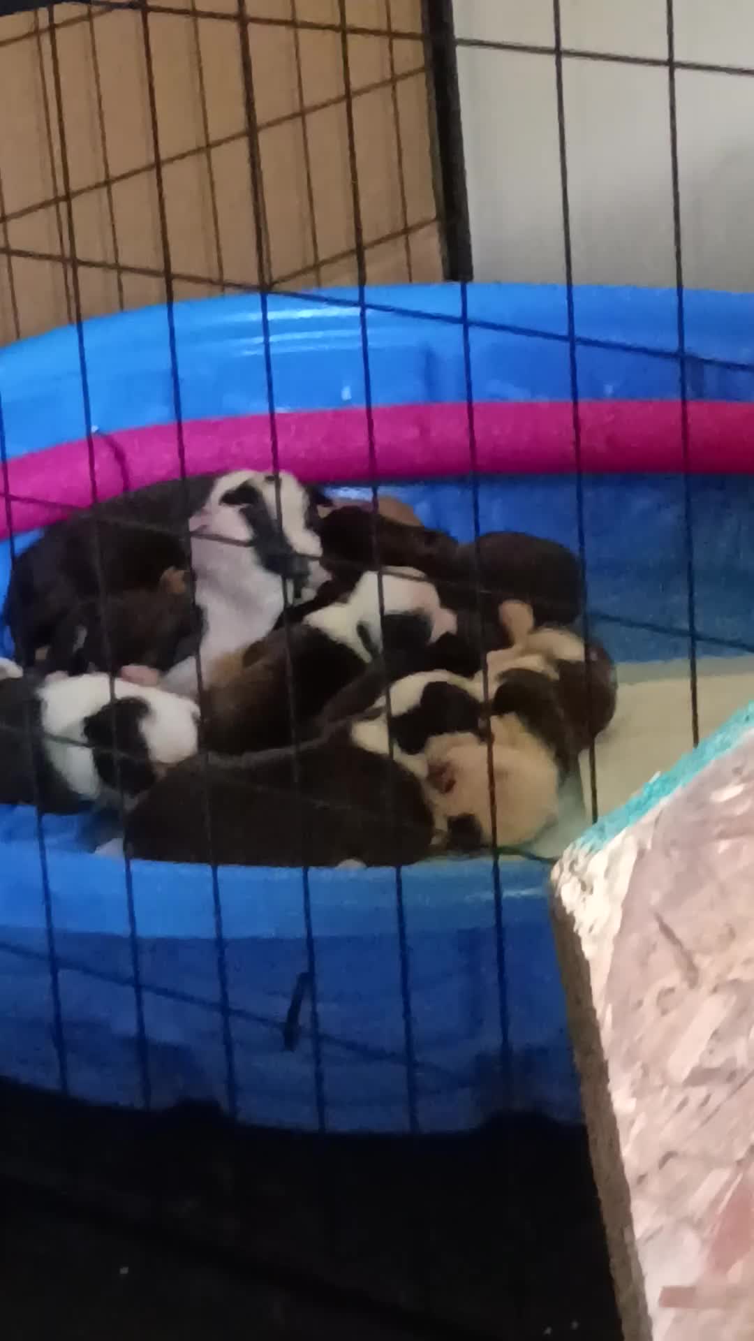 Mixed Breed dogs for sale: Mixed Breed Puppy 9 - Video 1