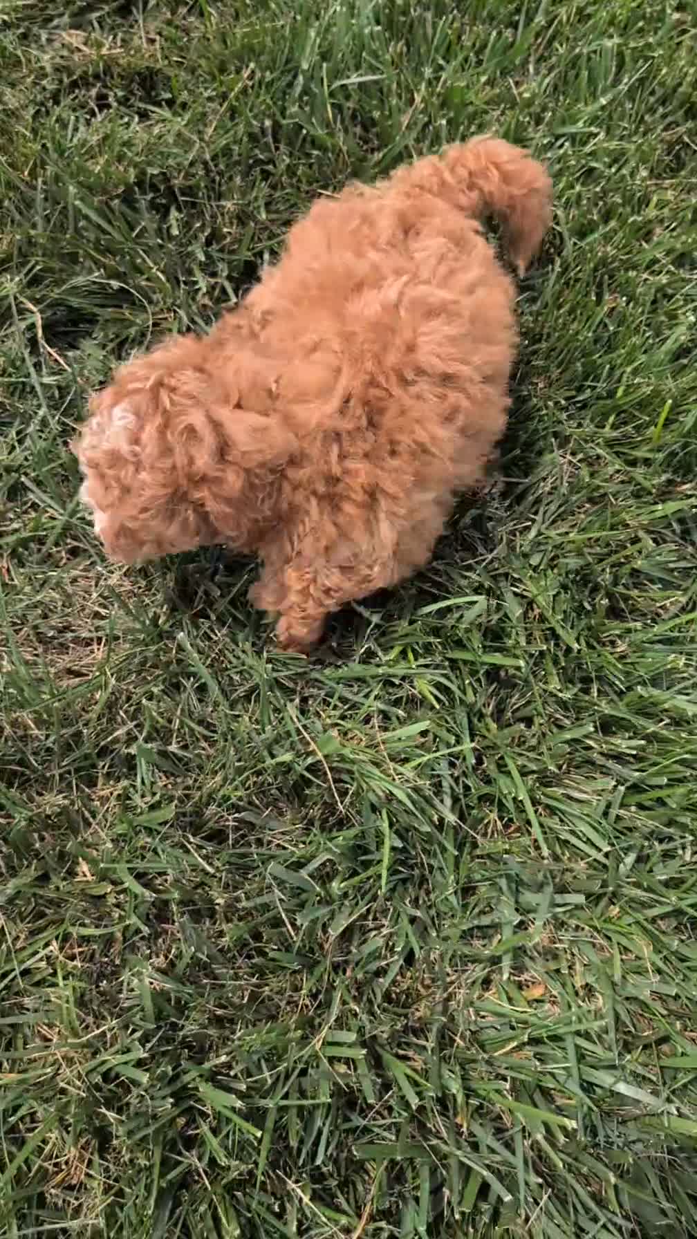Miniature Poodle dogs for sale: Ruby - Video 1