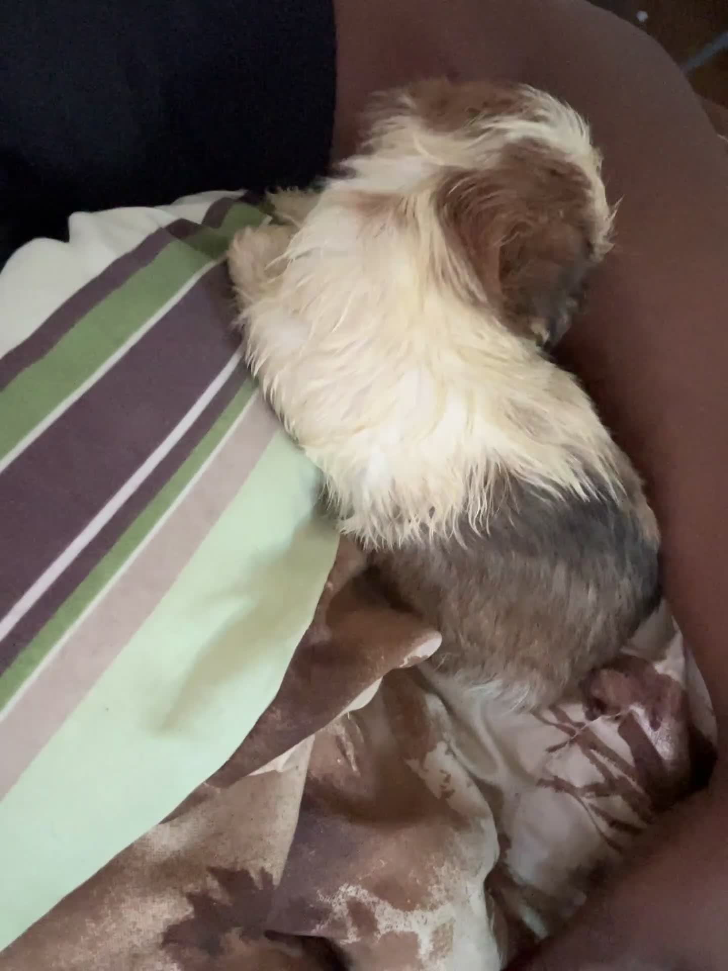 Mixed Breed dogs for sale: Unique - Video 2