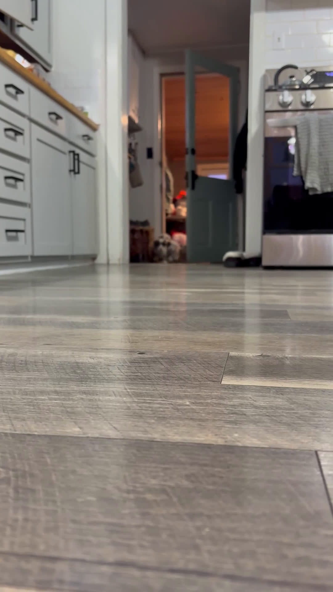 Bernedoodle dogs for sale: Ava - Video 1