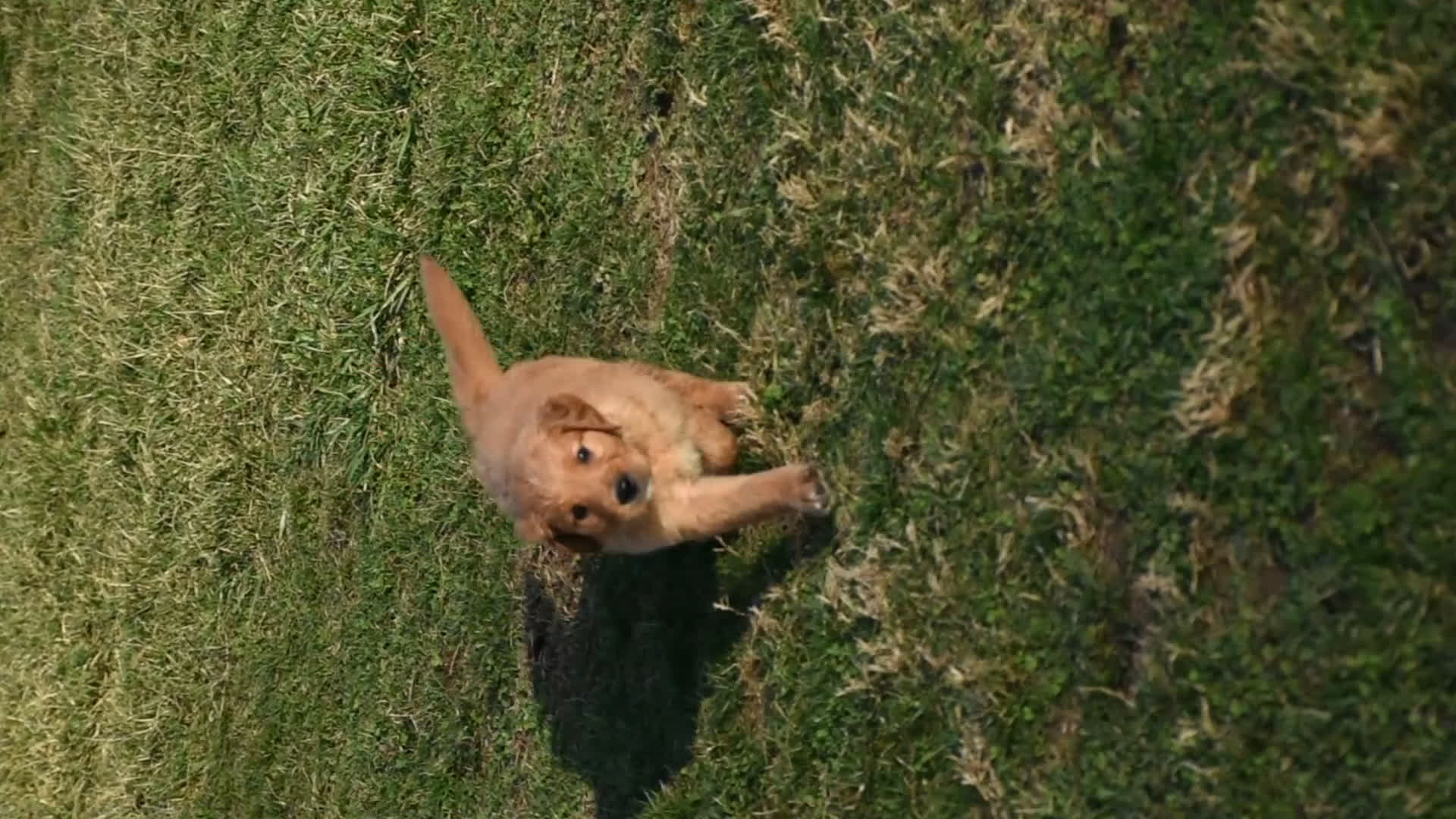 Golden Retriever dogs for sale: Rollie         Genetic/OFA - Video 2