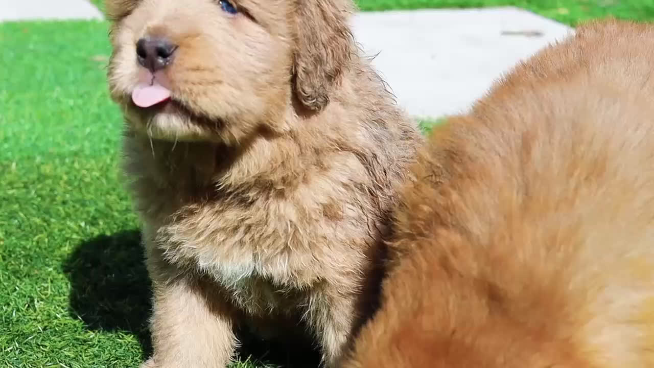 Tibetan Mastiff dogs for sale: Tibetan Mastiff Puppy 2 - Video 1