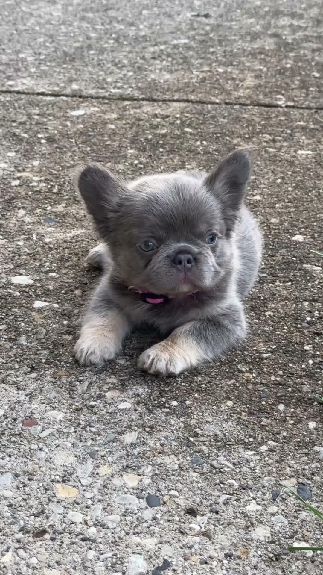 French Bulldog dogs for sale: Lila  - Video 1