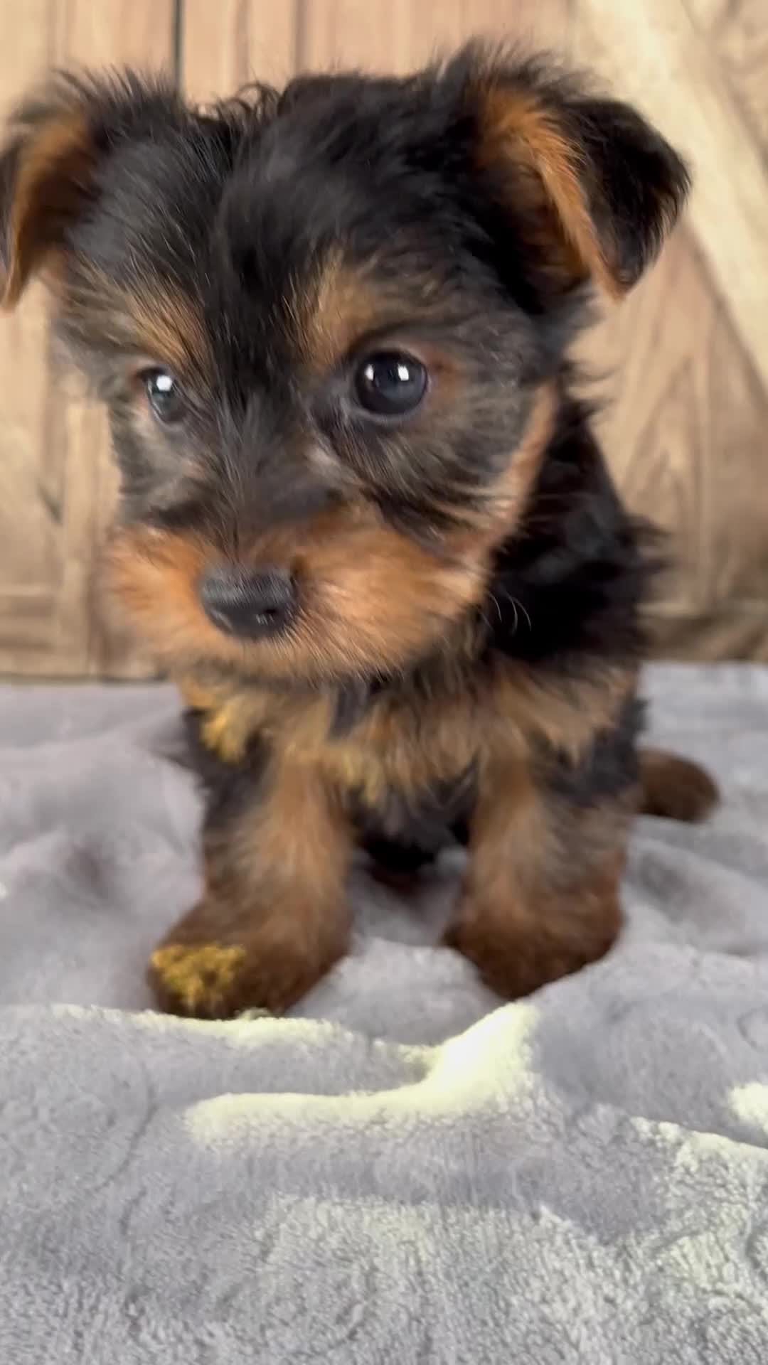 Yorkshire Terrier dogs for sale: Saige - Video 1