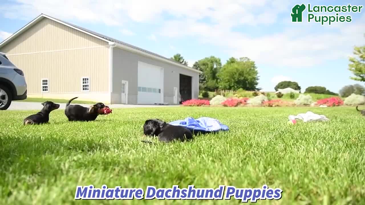 Miniature Dachshund dogs for sale: Carlos - Video 1