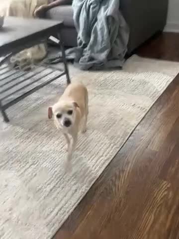 Chihuahua dogs for sale: Chihuahua  - Video 1