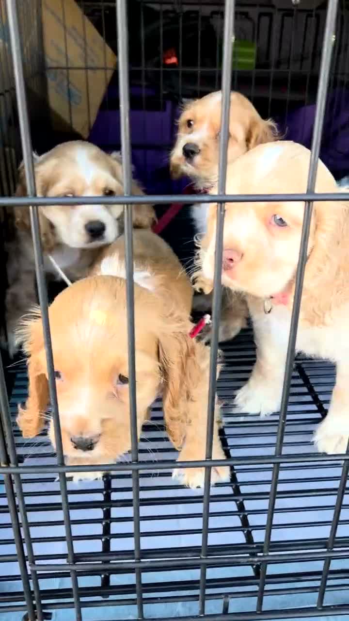 English Cocker Spaniel dogs for sale: LUNA  - Video 1