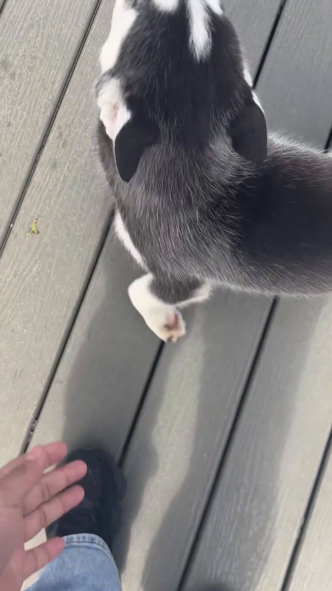 Siberian Husky dogs for sale: Oreo - Video 4