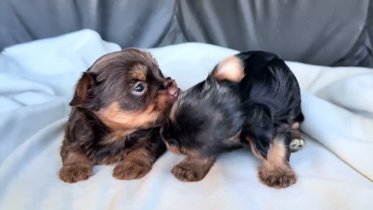 Yorkshire Terrier dogs for sale: Bruno - Video 1