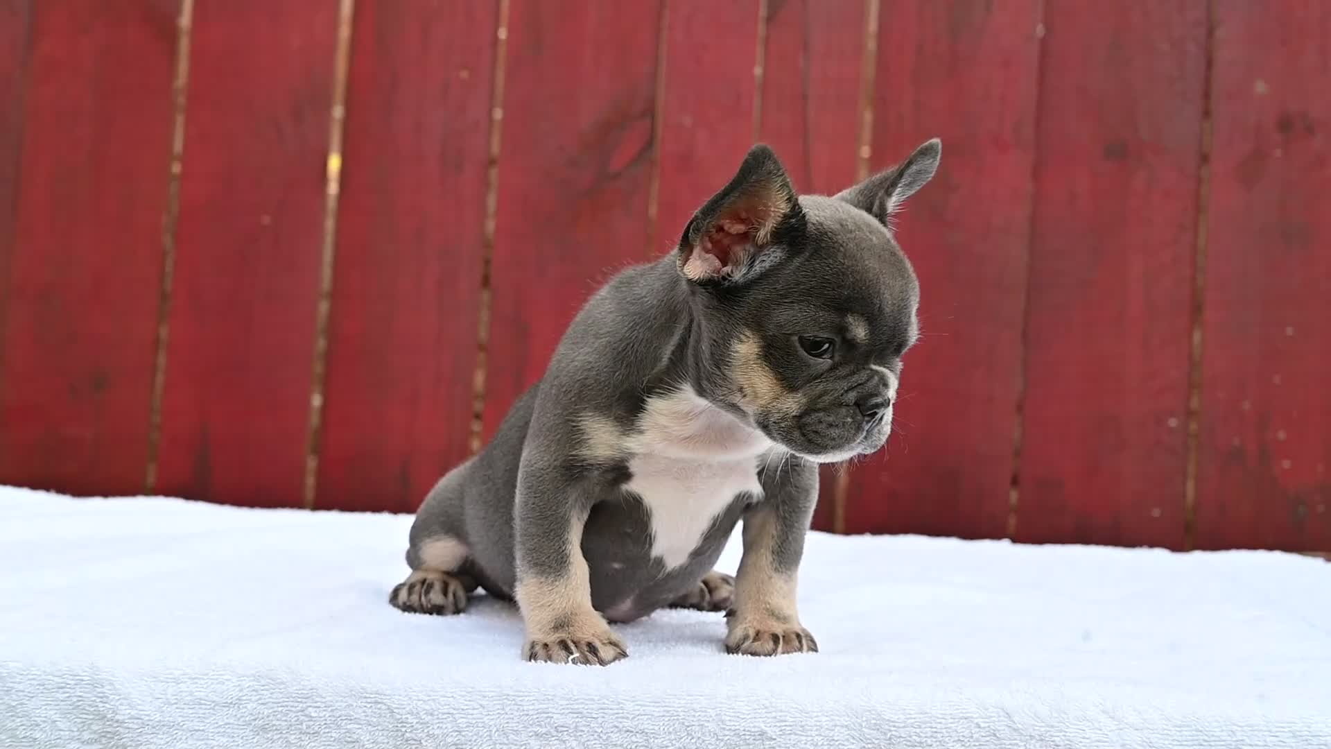 French Bulldog dogs for sale: French Bulldog 2 - Video 1