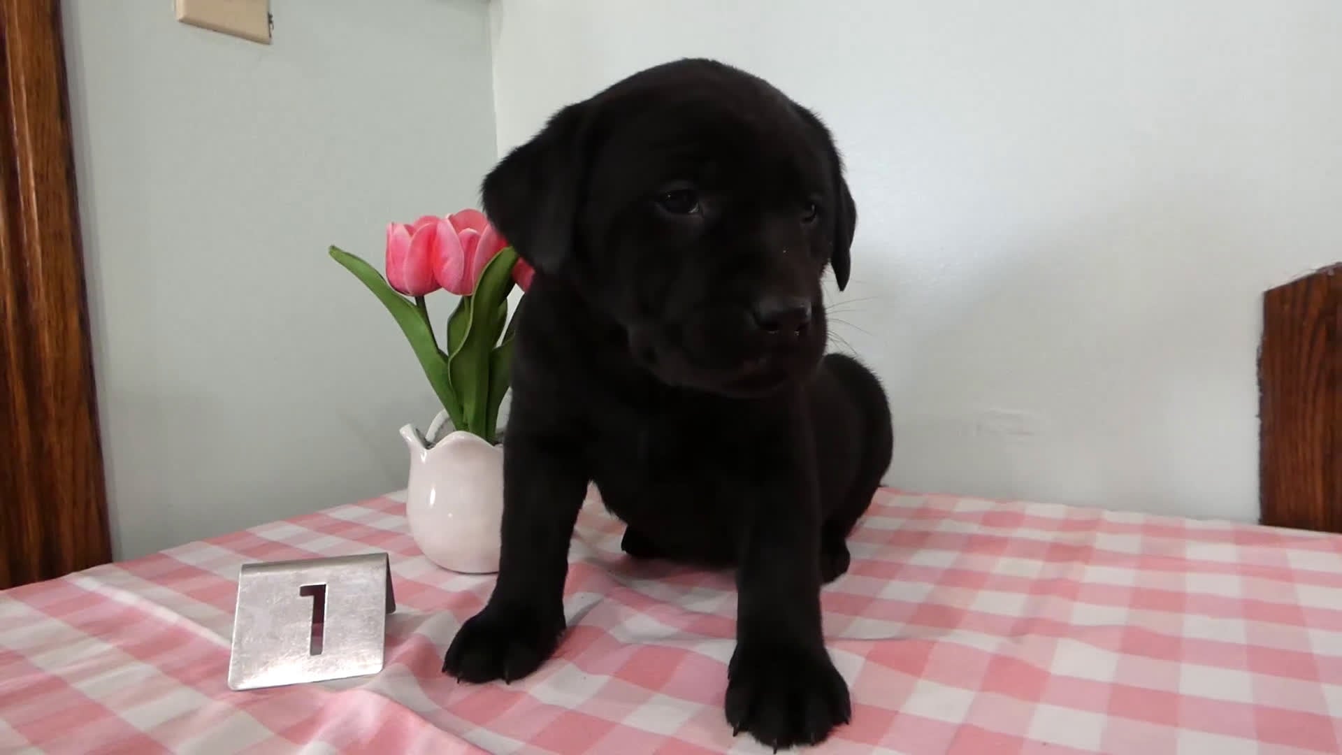Labrador Retriever dogs for sale: Labrador Retriever Puppy 1 Lily - Video 1