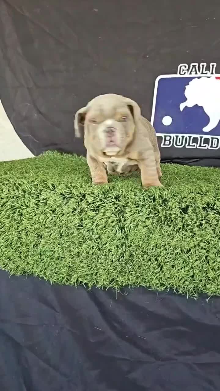 English Bulldog dogs for sale: PRADA - LILAC TAN TRI MICRO IN LA CA AND US DELIVERY - Video 2
