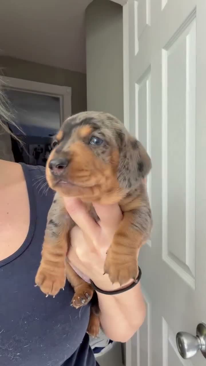 Miniature Dachshund dogs for sale: Miniature Dachshund 1 - Video 1