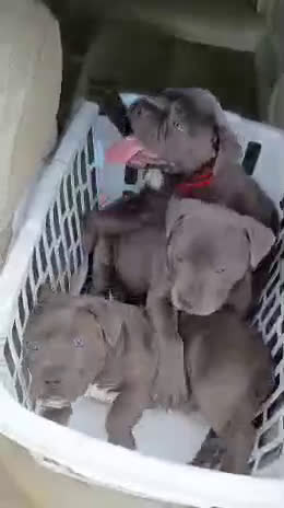 American Bully dogs for sale: American Bully Puppy 1 - Video 1