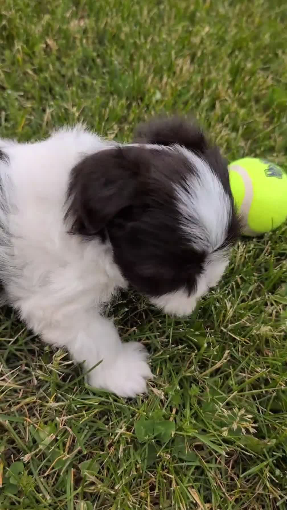 Havanese dogs for sale: Nala - Video 1
