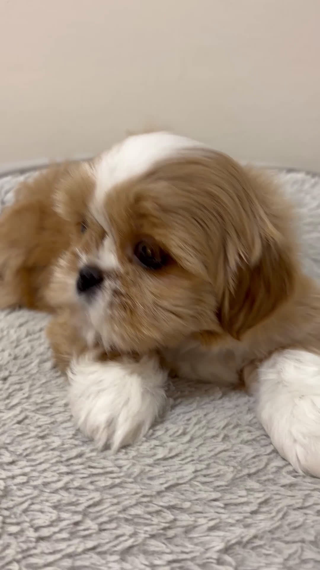 Shih Tzu dogs for sale: Mia - Video 1