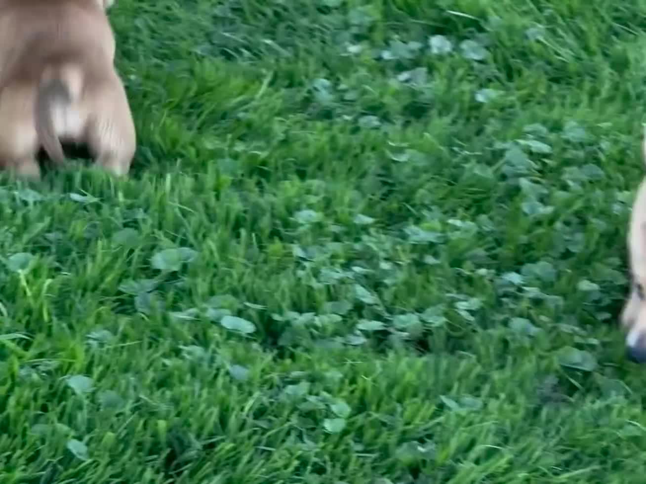 Mixed Breed dogs for sale: Classic Dorgi Female - Corgi & Dachshund Mix - Video 5