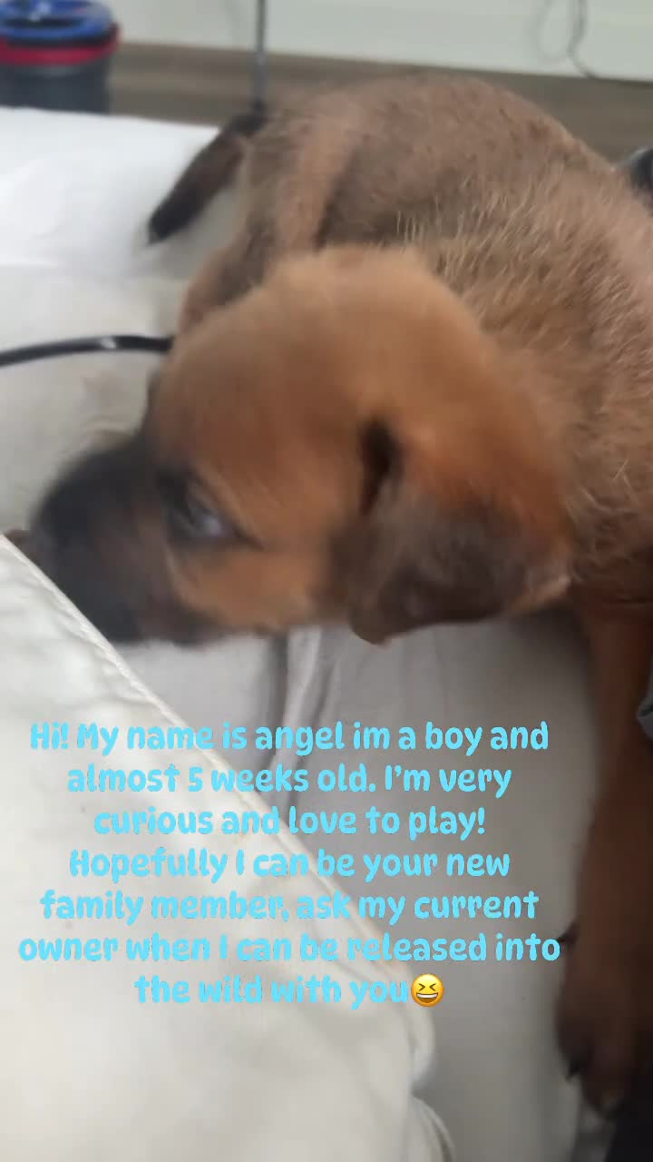 Mixed Breed dogs for sale: Mixed Breed Puppy 2 - Video 6