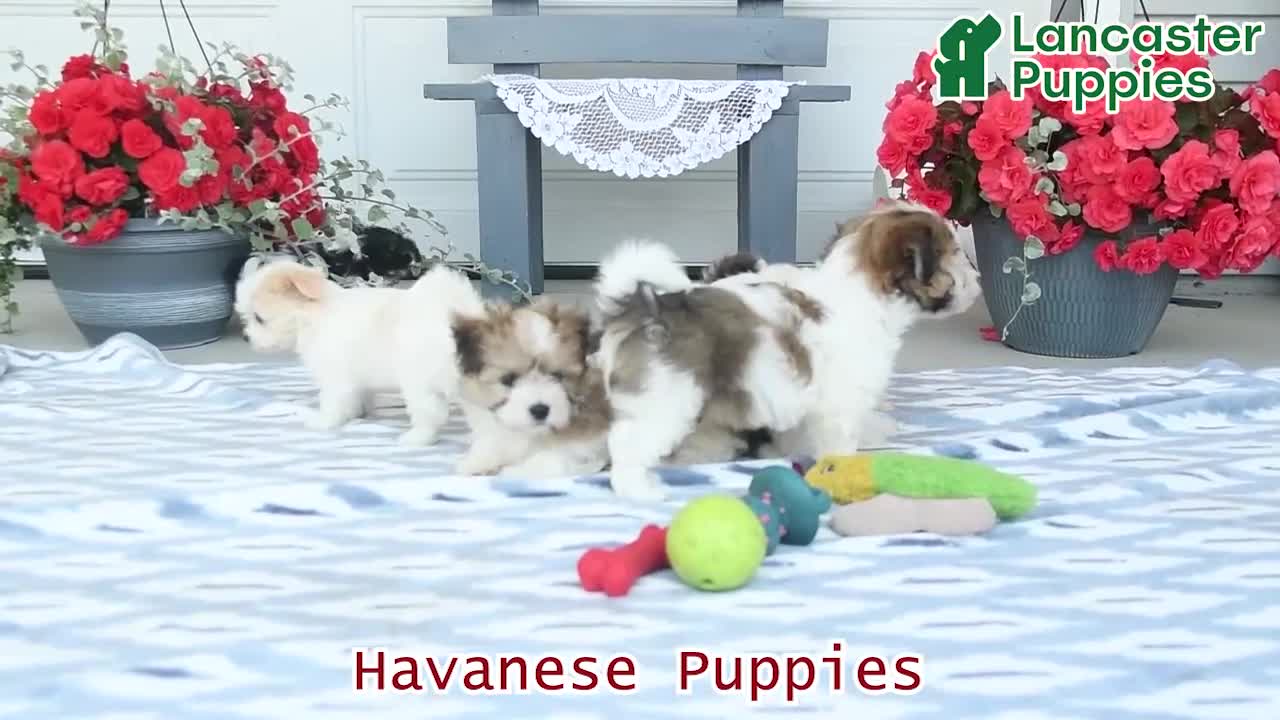 Havanese dogs for sale: Daisy  - Video 1
