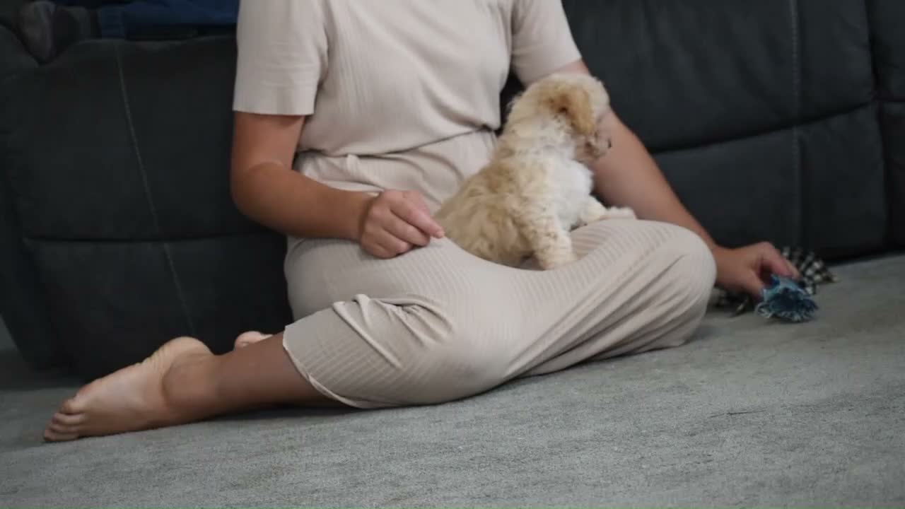 Maltipoo dogs for sale: Mia - Video 1