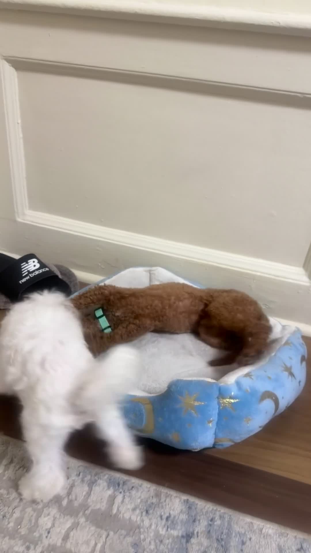 Miniature Poodle dogs for sale: Miniature Poodle 1 - Video 2