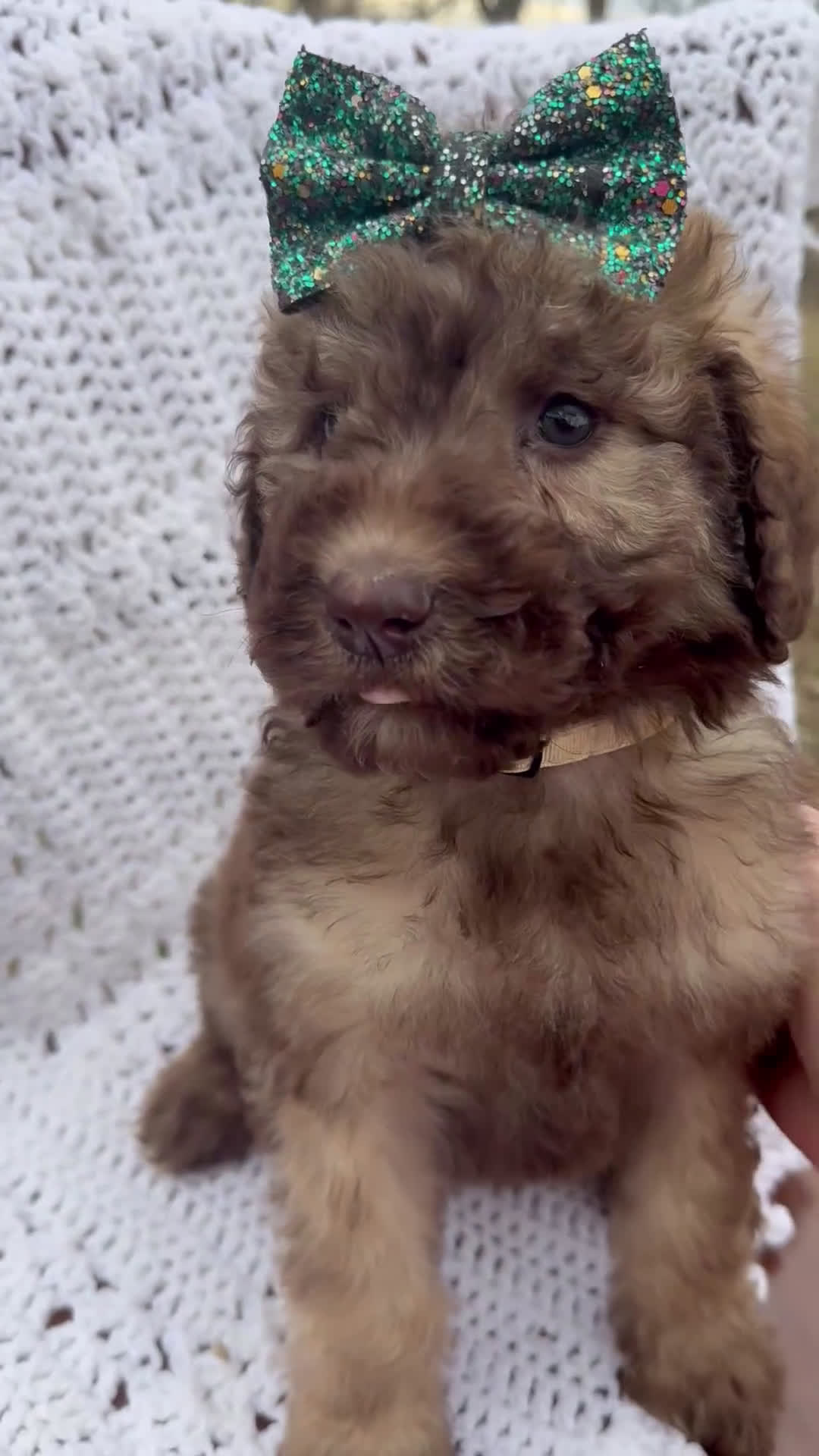 Saint Berdoodles dogs for sale: Lilly - Standard F1b - Video 2