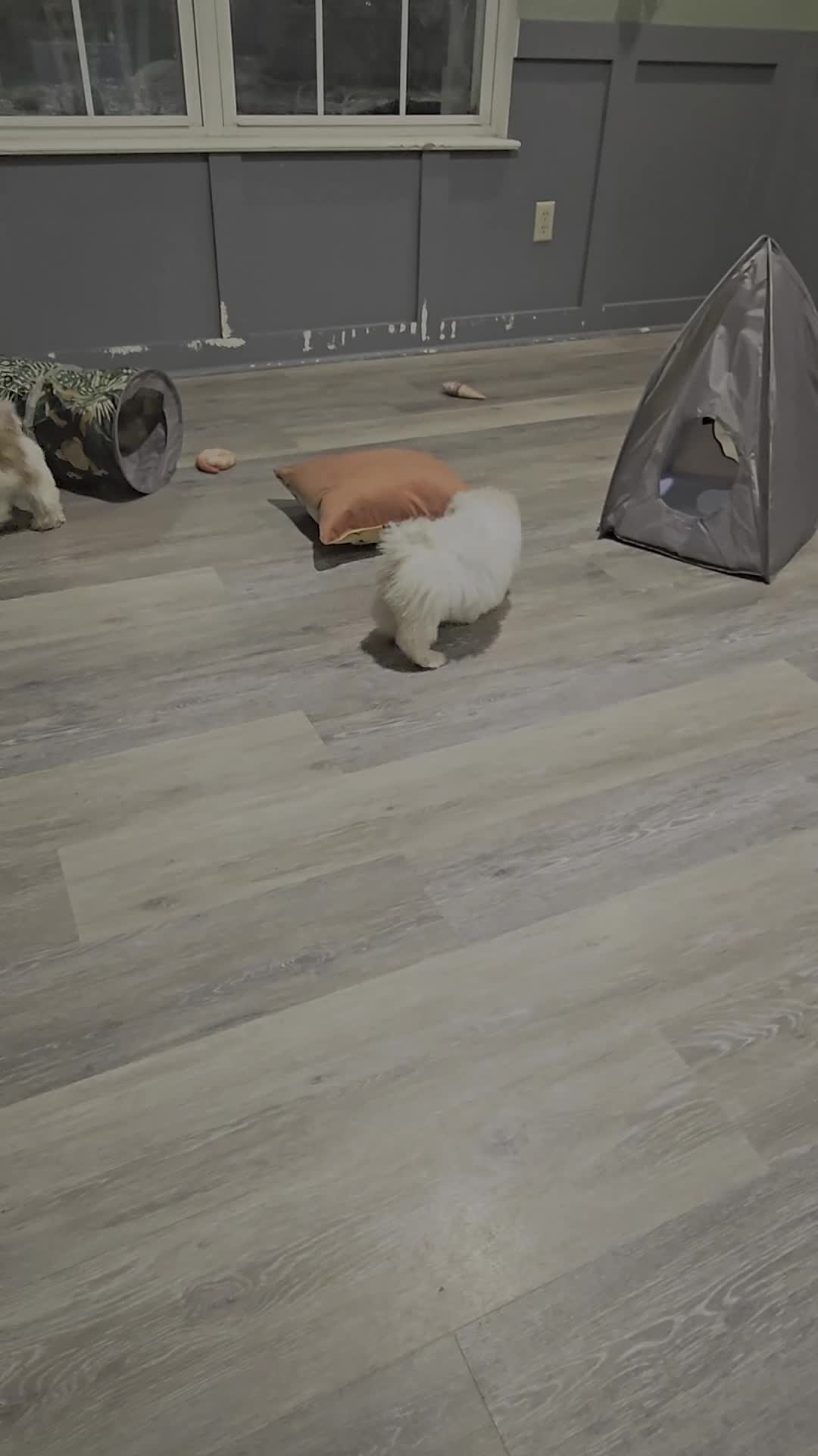 Shih Tzu dogs for sale: Shih Tzu 3 - Video 1