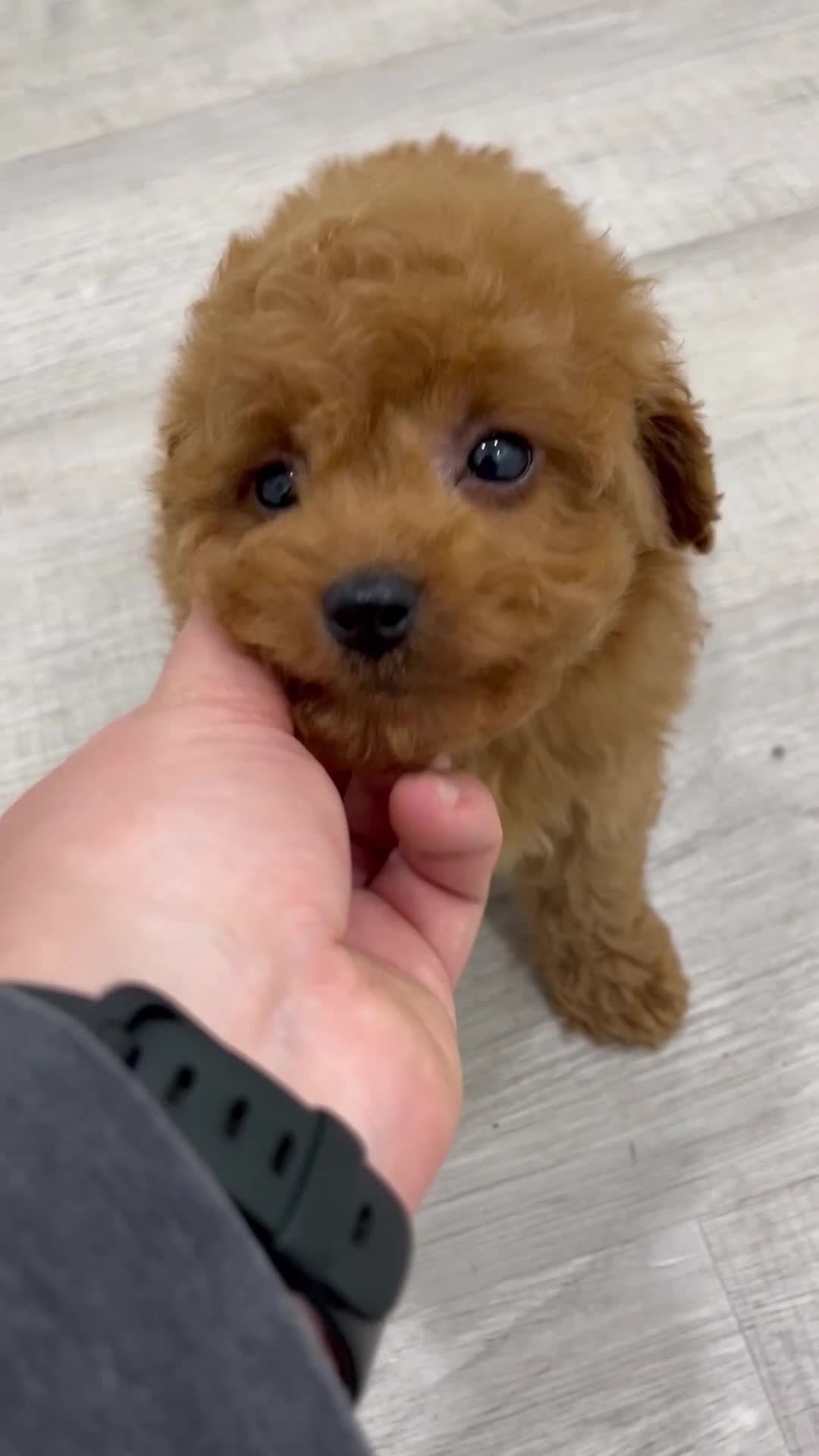 Miniature Poodle dogs for sale: Rory - Video 1
