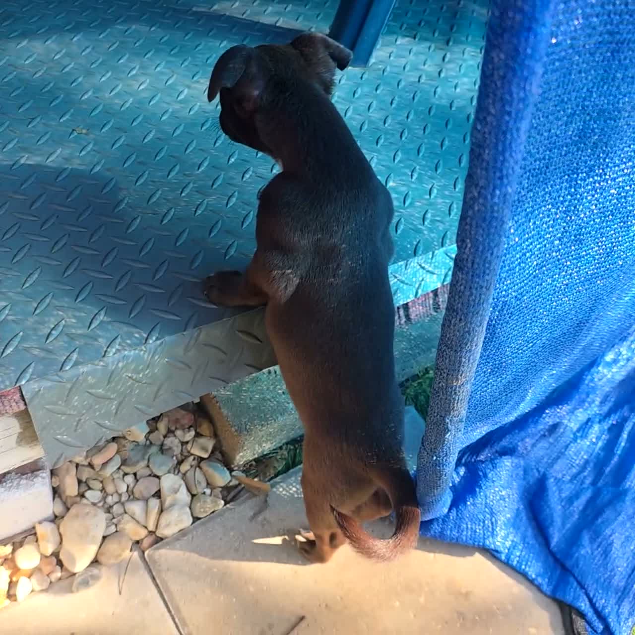 Chihuahua dogs for sale: Midnight-Chocolate  - Video 1