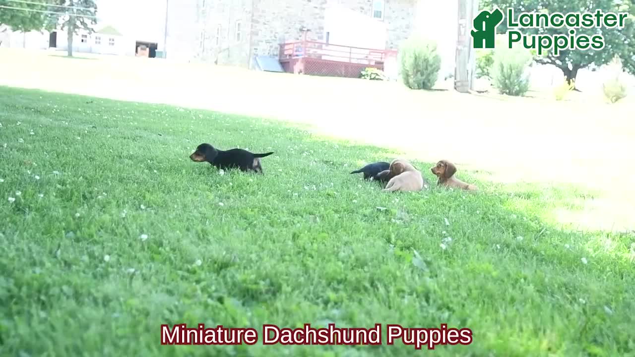 Miniature Dachshund dogs for sale: Twix - Video 1