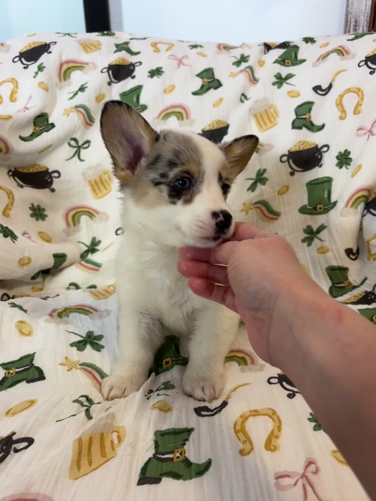 Mixed Breed dogs for sale: Fawna - Video 1