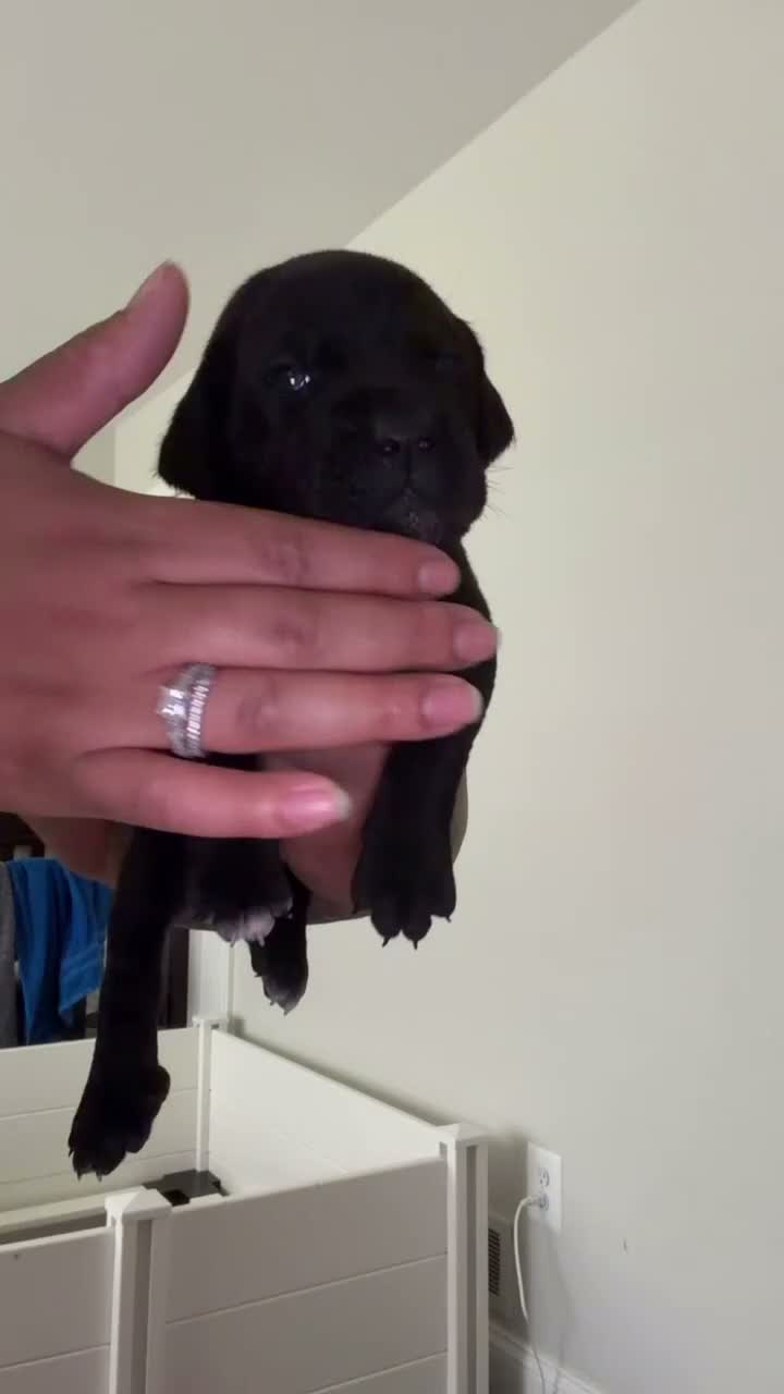 Cane Corso dogs for sale: Zoe🩶 - Video 1