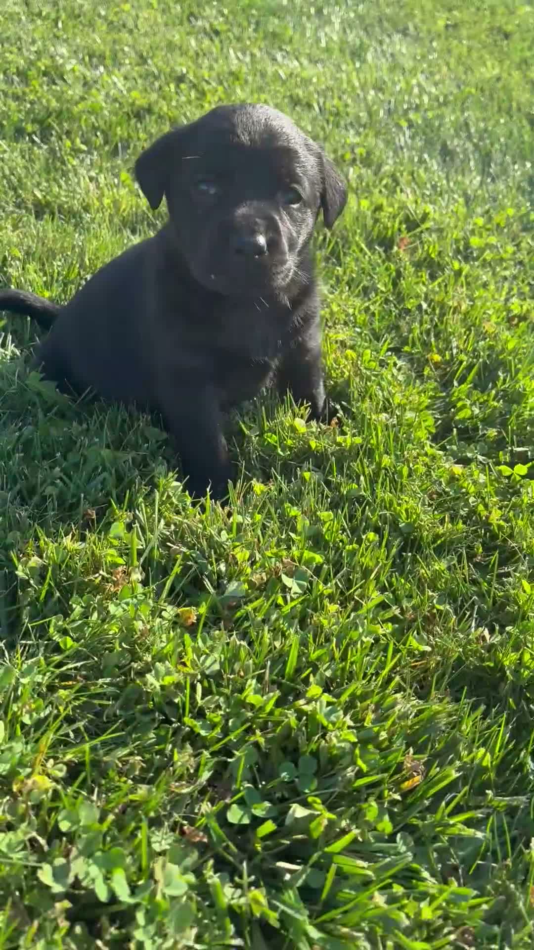 Labrador Retriever dogs for sale: Labrador Retriever 7 - Video 1
