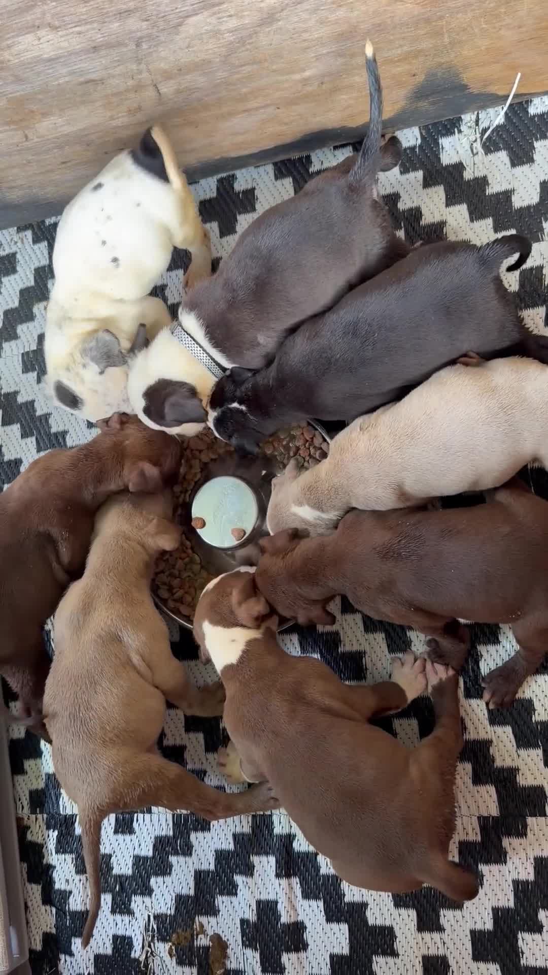 American Bully dogs for sale: American Bully 3 - Video 1